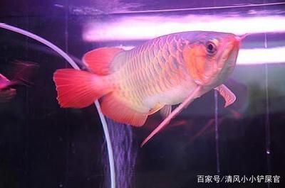 龍魚溫度多少度合適養魚呢，龍魚養殖水溫監控方法