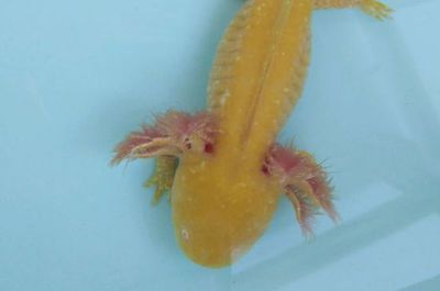 龍魚吃食后多久排便好：成年龍魚吃食后的排便時間并沒有固定的標準