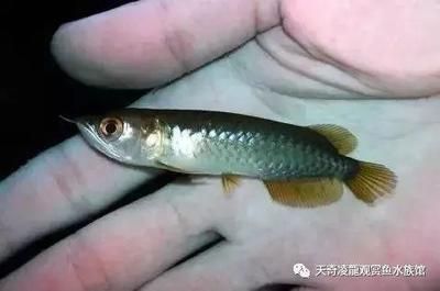 龍魚吃食后多久排便好：成年龍魚吃食后的排便時間并沒有固定的標準