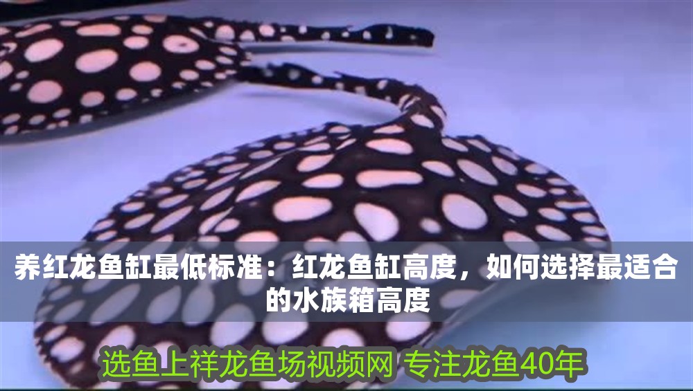 養紅龍魚缸最低標準：紅龍魚缸高度，如何選擇最適合的水族箱高度