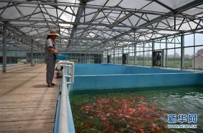 祥龍魚場觀賞魚怎么養的好一點呢（新手養觀賞魚怎么養殖觀賞魚的日常管理要點）