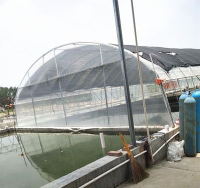 祥龍魚場觀賞魚怎么養的好一點呢（新手養觀賞魚怎么養殖觀賞魚的日常管理要點）