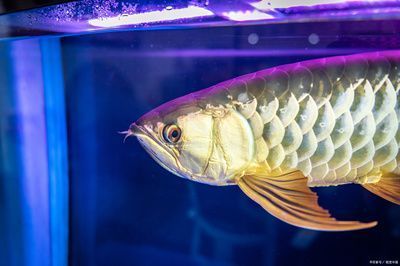 紅龍魚的顏色有哪些：關于紅龍魚的顏色種類和飼養方法