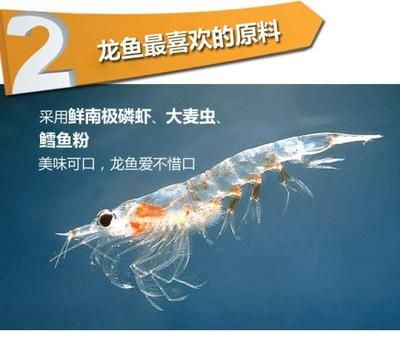 龍魚魚食小蝦的注意事項：喂食龍魚小蝦時，需要注意以下幾點