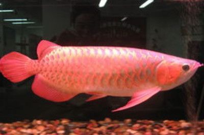 紅龍魚鰭能長大不：紅龍魚的魚鰭可以長大嗎？