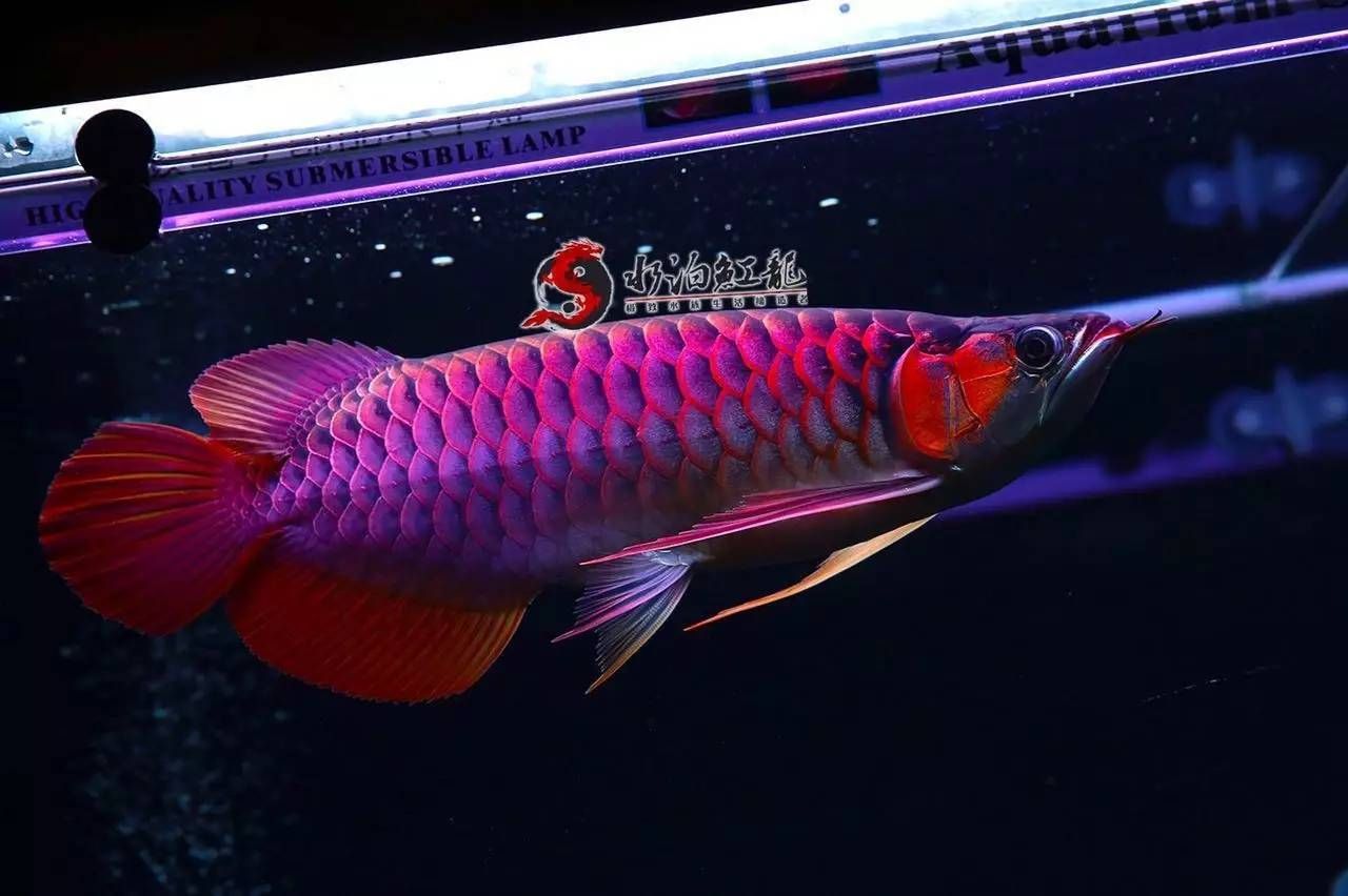 紅龍魚鰭能長大不：紅龍魚的魚鰭可以長大嗎？