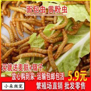 金龍魚吃大麥蟲后拒食了會死嗎：金龍魚吃大麥蟲會死嗎？