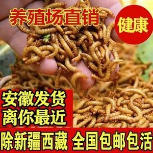 金龍魚吃大麥蟲后拒食了會死嗎：金龍魚吃大麥蟲會死嗎？