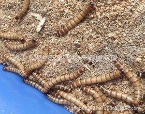 金龍魚吃大麥蟲后拒食了會死嗎：金龍魚吃大麥蟲會死嗎？