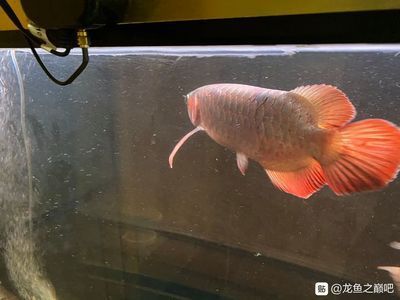龍魚總撞魚缸是咋了回事?。喝绾闻袛帻堲~是否受驚