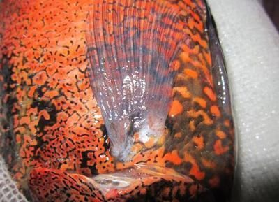 金龍魚氣泡病是什么：金龍魚氣泡病怎么辦