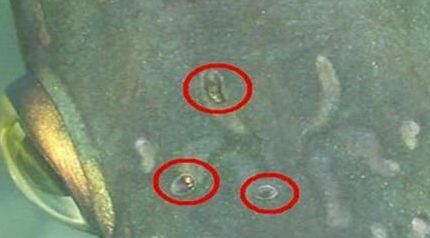 龍魚體內寄生蟲癥狀有哪些：如何判斷龍魚感染寄生蟲