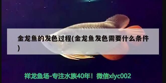 魚缸的缸怎么樣清洗干凈（如何自制魚缸清潔劑魚缸清潔頻率建議多少魚缸清潔頻率）