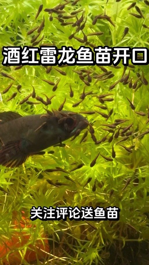雷龍魚苗吃啥長得快