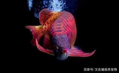 龍魚(yú)缸里配魚(yú)的最佳數(shù)量是多少：龍魚(yú)缸里配魚(yú)的最佳數(shù)量
