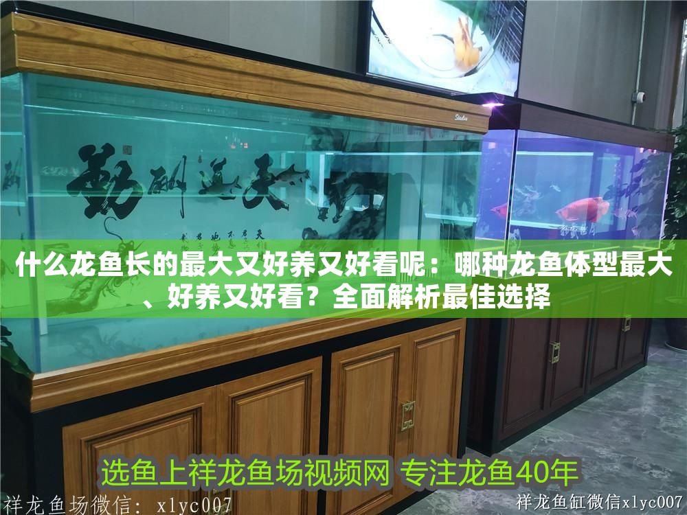 什么龍魚長的最大又好養(yǎng)又好看呢：哪種龍魚體型最大、好養(yǎng)又好看？全面解析最佳選擇
