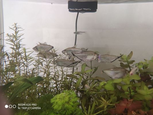 龍魚ph值太高怎么辦：如何處理龍魚缸中的ph值