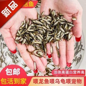 龍魚喂飼料魚吃不吃：龍魚可以接受飼料作為食物來源嗎？
