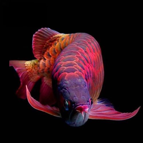目前什么品牌的紅龍魚最好養的魚