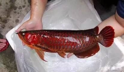 龍魚換水溫差大怎么解決：龍魚換水方法及注意事項