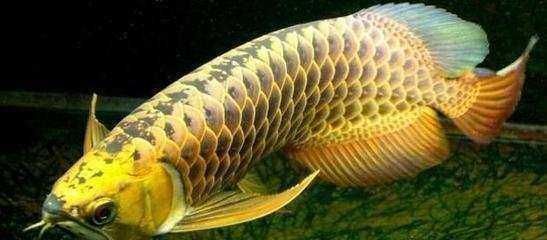 龍魚(yú)浮在水面老張嘴什么原因：龍魚(yú)浮在水面并頻繁張嘴可能由多種因素引起以下原因及其解釋