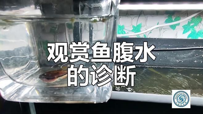 如何判斷魚是否患有腹水？