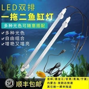 龍魚燈管應該放在哪個部位：龍魚燈管的最佳角度設置