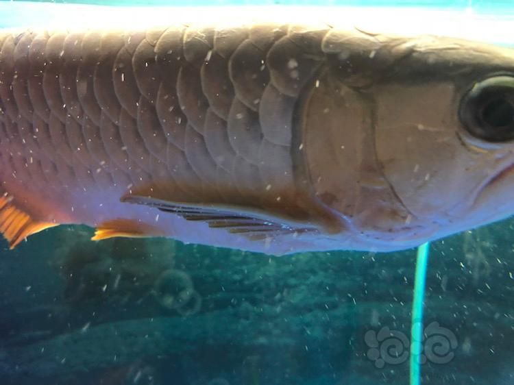 龍魚得了水霉怎么辦：龍魚得了水霉病怎么辦