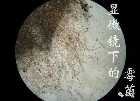 龍魚得了水霉怎么辦：龍魚得了水霉病怎么辦