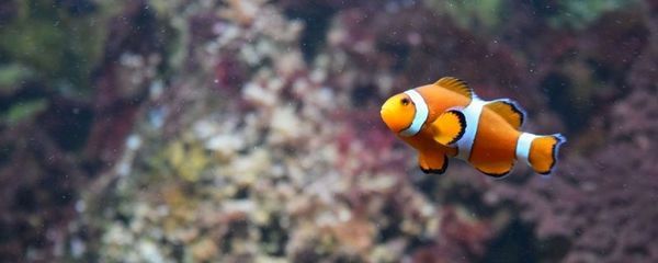 仙女龍魚有多大（什么是仙女龍魚）