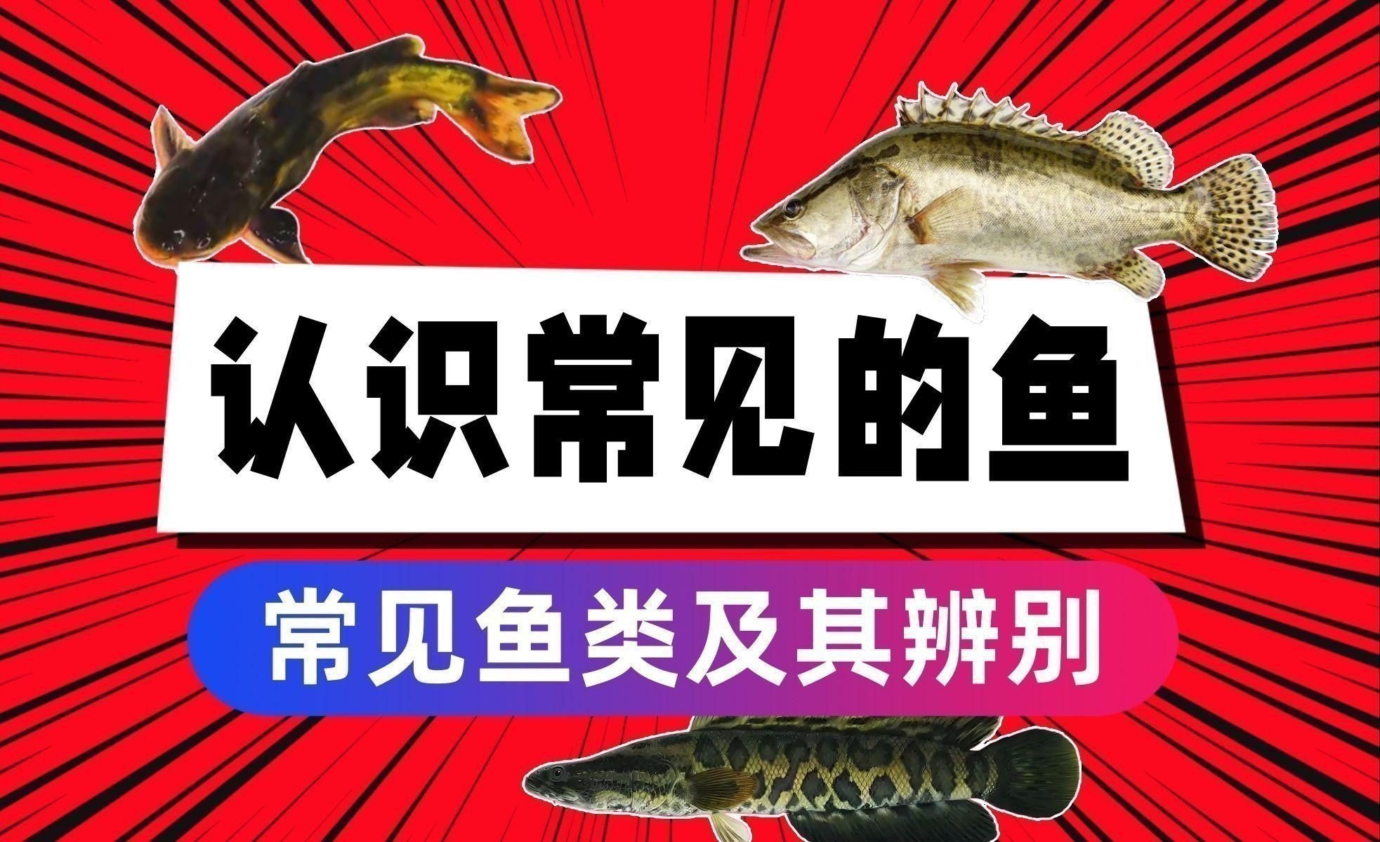 能詳細介紹一下這些魚的特點嗎？