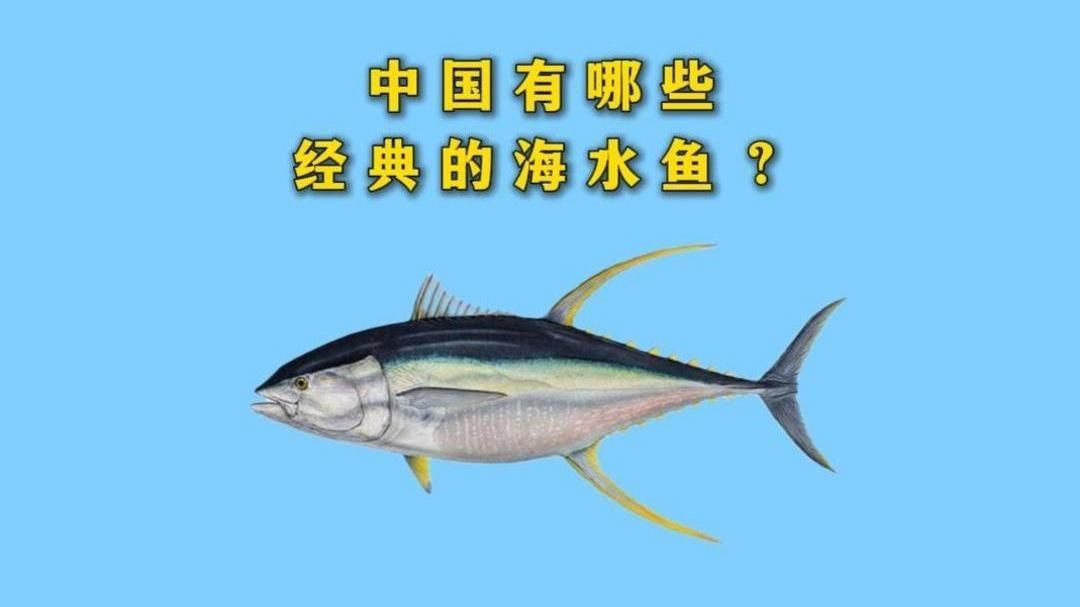 能詳細介紹一下這些魚的特點嗎？