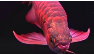 龍魚眼向下(龍魚眼向下可能由多種因素引起,可能由多種因素引起) 龍魚百科 第4張 龍魚眼向下(龍魚眼向下可能由多種因素引起,可能由多種因素引起) 龍魚眼向下(龍魚眼向下可能由多種因素引起,可能由多種因素引起) 龍魚百科 第4張