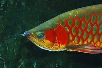 龍魚眼向下(龍魚眼向下可能由多種因素引起,可能由多種因素引起) 龍魚百科 第3張 龍魚眼向下(龍魚眼向下可能由多種因素引起,可能由多種因素引起) 龍魚眼向下(龍魚眼向下可能由多種因素引起,可能由多種因素引起) 龍魚百科 第3張