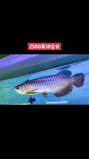 藍底過背金龍魚圖片高清圖