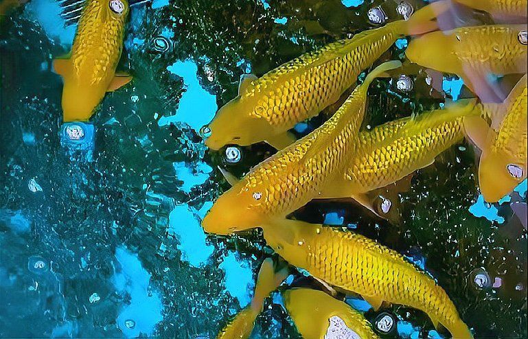 金色鯉魚值錢嗎