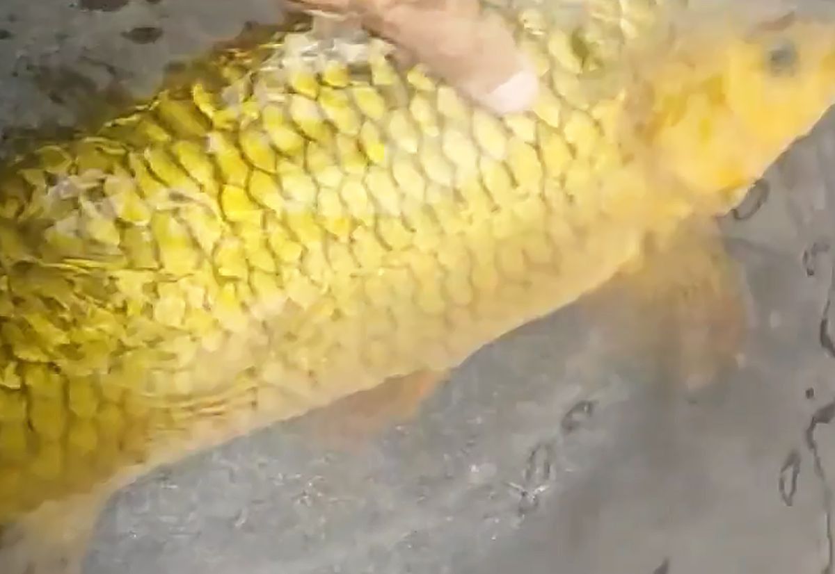 金色鯉魚值錢嗎