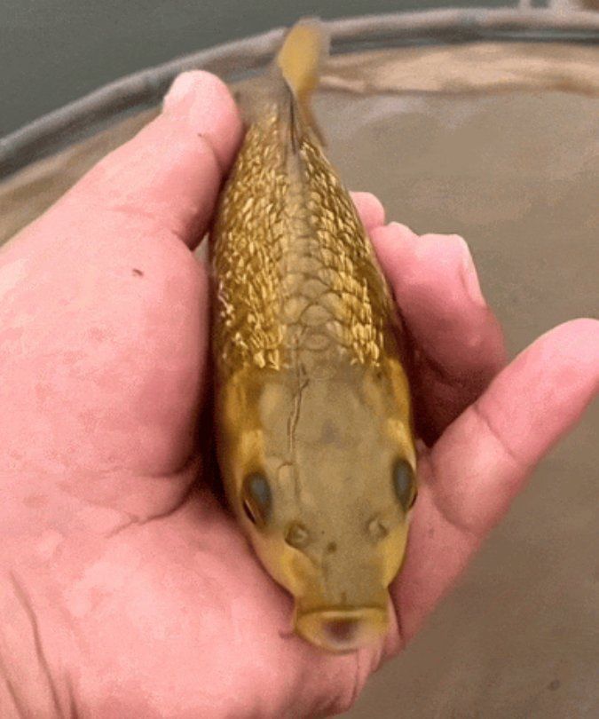 金色鯉魚值錢嗎