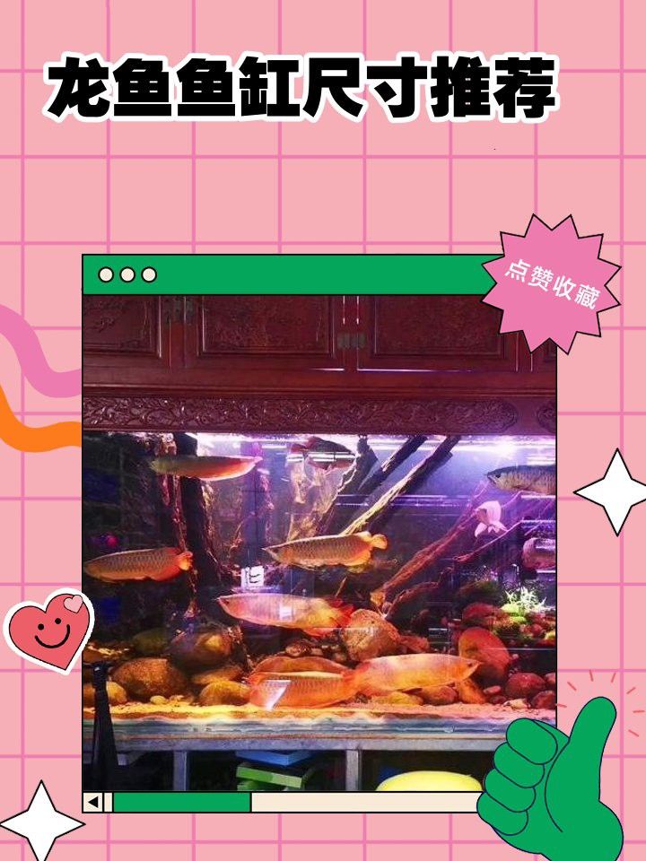 90魚缸能養龍魚嗎