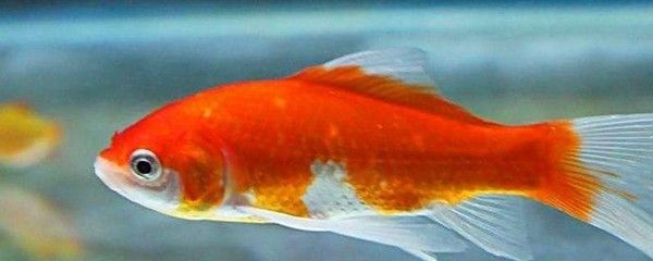 紅龍魚鱗發黑是什么原因：紅龍魚鱗片發黑是什么原因 紅龍魚鱗發黑是什么原因：紅龍魚鱗片發黑是什么原因 龍魚百科 第2張