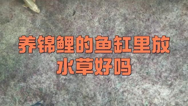 錦鯉魚缸可以養(yǎng)水草嗎