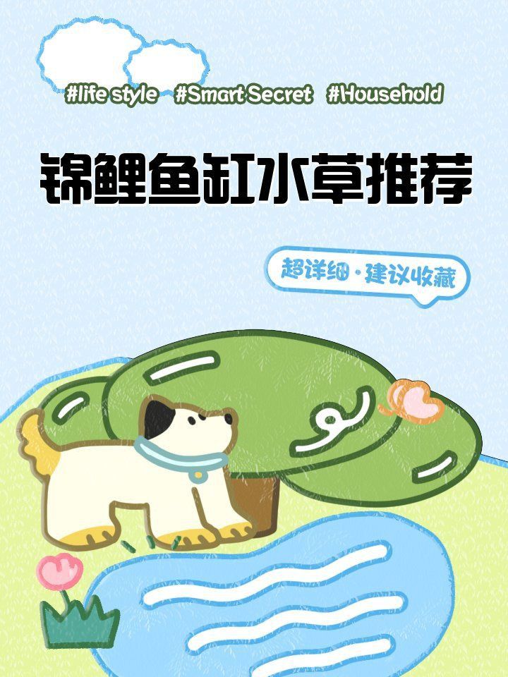 錦鯉魚缸可以養(yǎng)水草嗎