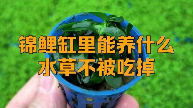 錦鯉魚缸可以養(yǎng)水草嗎