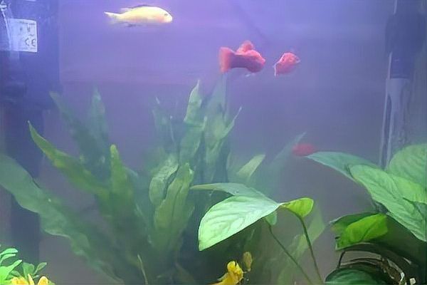 錦鯉魚缸可以養(yǎng)水草嗎