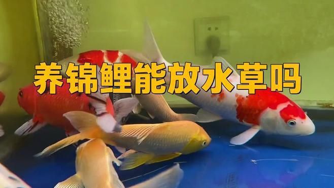 錦鯉魚缸可以養(yǎng)水草嗎