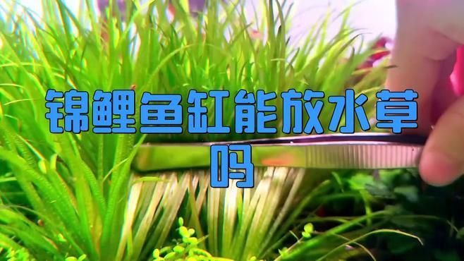 錦鯉魚缸可以養(yǎng)水草嗎