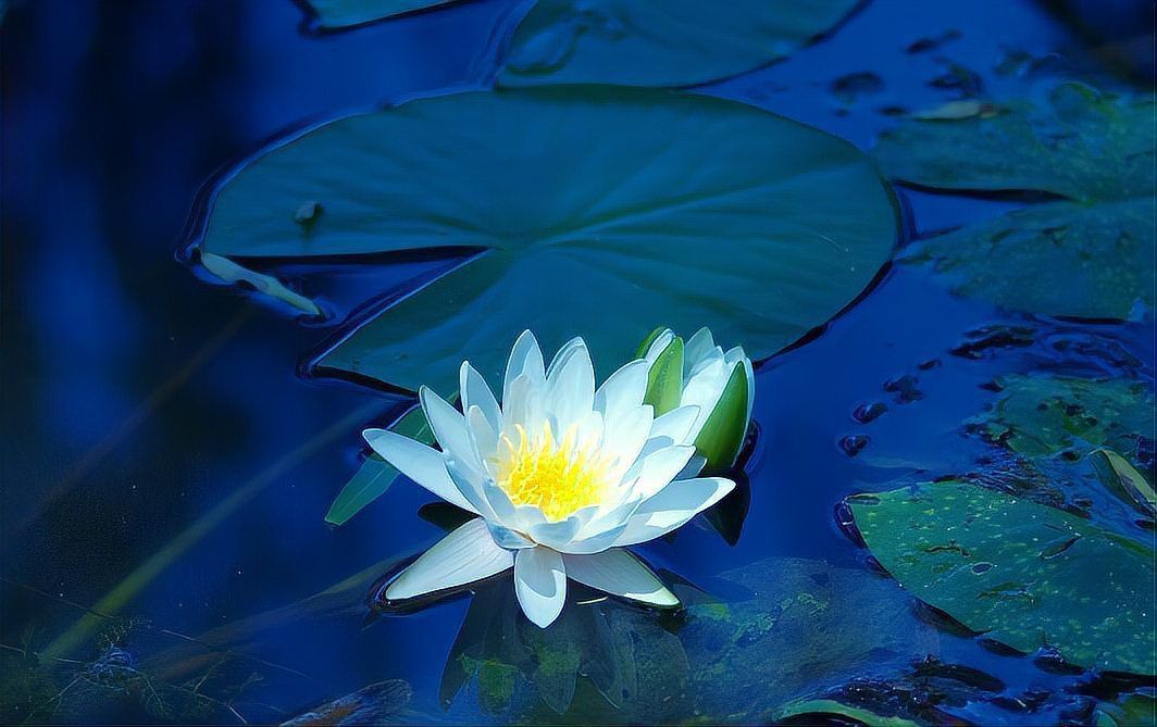錦鯉魚缸可以養(yǎng)水草嗎
