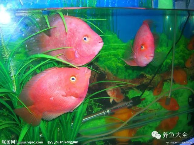 合肥龍魚交流群微信號是多少