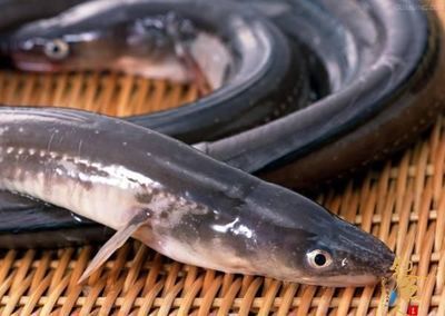龍魚缸底層魚哪些鰻魚：鰻魚不是最適合與龍魚混養(yǎng)的底層魚
