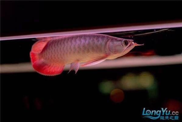 龍魚會不會跳缸死：龍魚跳缸的原因及處理方法